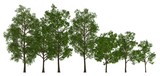 Fototapeta Las - Trees in a row isolated on white 3d illustration