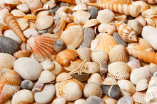 Sea Shells Background.
