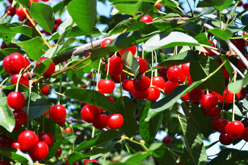 Wall Mural - cherry crop on the tree