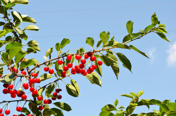 Wall Mural - cherry branch against the sky