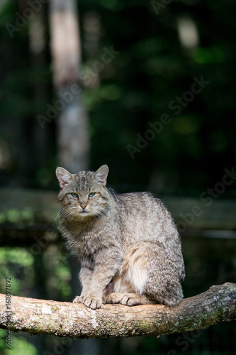 Fotografie, Obraz Un chat forestier assis sur une branche. Felis sylvestris.
