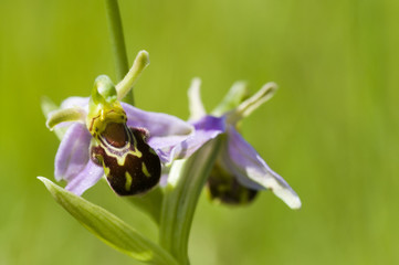 Wall Mural - Bee orchid (Ophrys apifera) flower