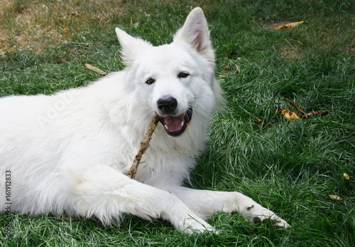 Chien Berger Suisse Blanc Mangeant Un Bout De Bois Buy