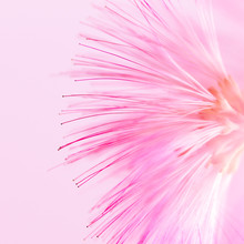 Defocused Blurred Pink Flower Natural Background