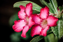 Desert Rose With Water Droplets