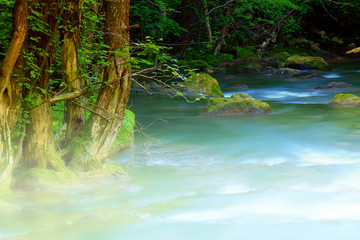 Canvas Print - Fast mountain river flowing among mossy stones and boulders in green forest. Carpathians