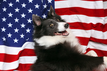 Happy border collie laying on American flag