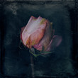 © Bettina Schunk - Rose, dry