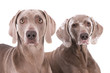 Portrait of two weimaraner dogs against a white background
