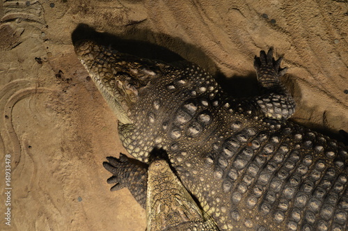 Plakat Krokodyl