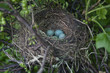 © Ulrika Kestere - Bird nest with blue eggs
