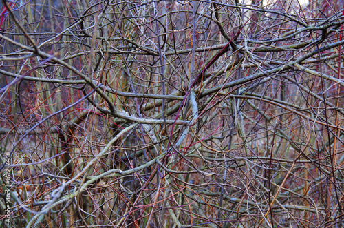 Fotografia Woven branches bush, expressionism, Jackson Pollock