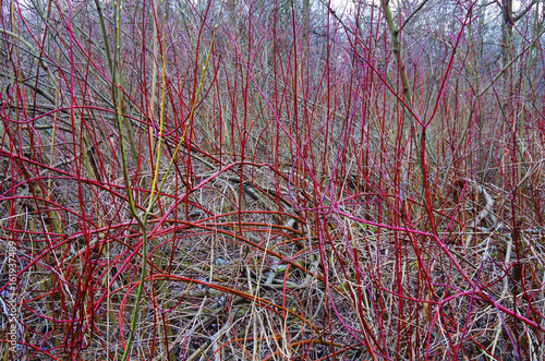 Fotografia Woven branches bush, expressionism, Jackson Pollock