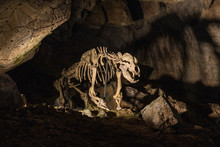 Enlightened Skeleton Of The Bear In The Limestone Katerinska Cave In Moravian Karst. Czech Republic