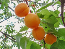 Ripe Sweet Apricot Fruits Growing On A Apricot Tree Branch