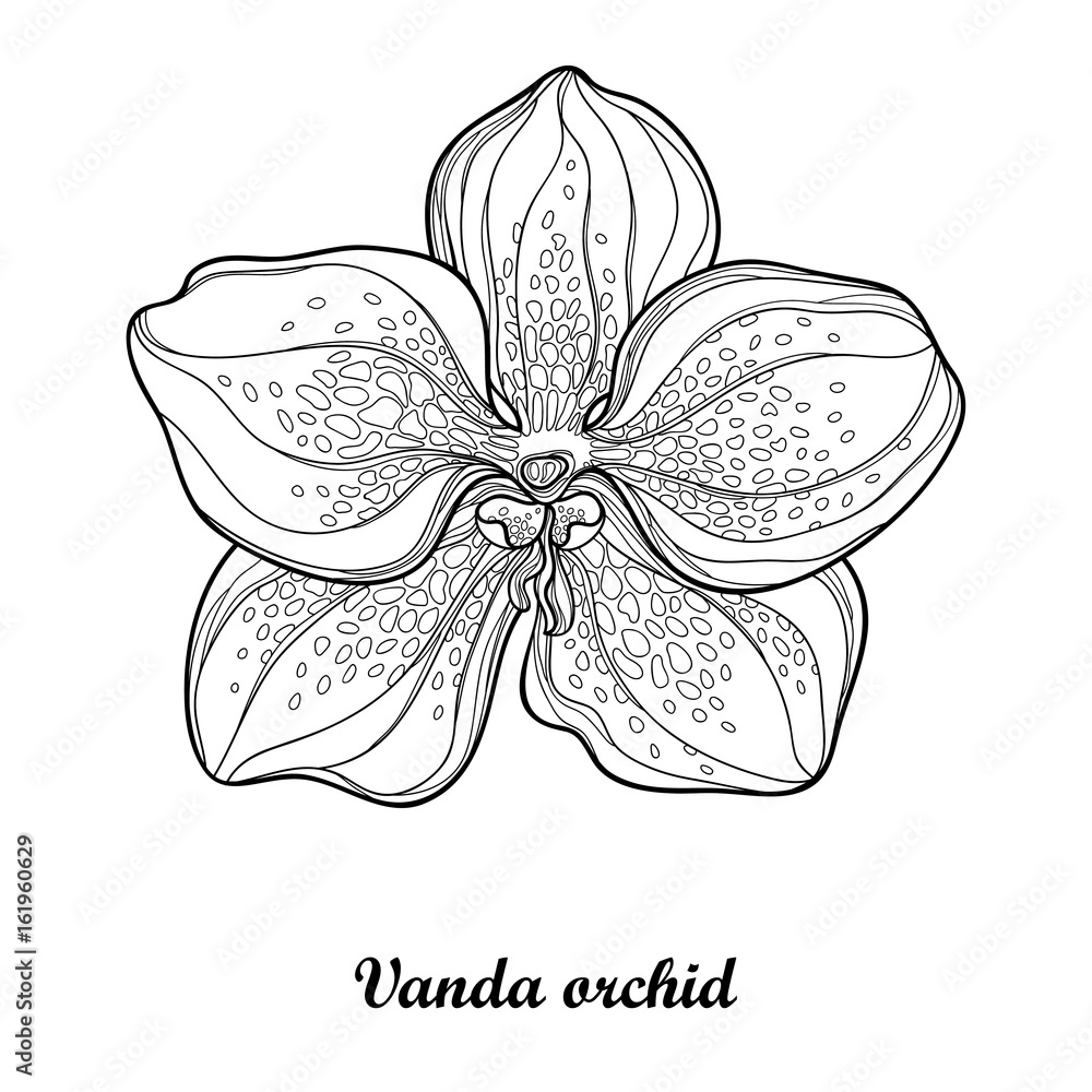 Vector illustration with outline Vanda orchid flower isolated on white  background. Epiphyte tropical flower. Exotic Vanda in contour style for  summer design and coloring book. Stock Vector | Adobe Stock, image size:1000x1000