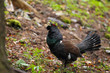 Capercaillie - male display