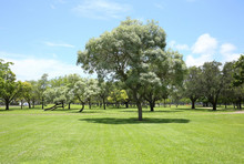 Green Space And Beautifully Arranged Trees At Holiday Park, A Free Public Park In Downtown Fort Lauderdale, Florida, USA.
