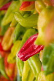 Fototapeta Tulipany - Pruning of multi-colored bell peppers. Background of peppers