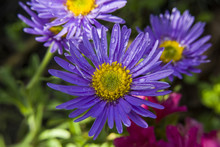 Purple Asters And Water Droplets