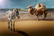 Zebre et chameau concept safari photos
