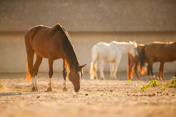 Horses in fence