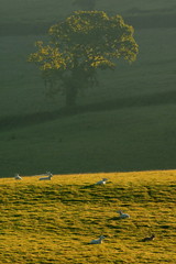 Wall Mural - Early morning on farmland in Blackdown Hills AONB (Area of Outstanding Natural Beauty), Devon