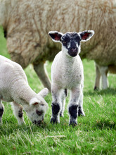 Sheep With Their Young Lambs In A Green Field In Springtime In The English Countryside. Livestock, Hill Farming.