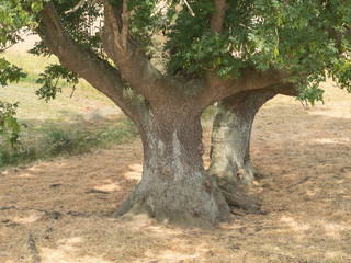 very old ash-trees close-up