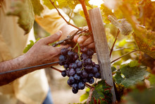 Red Wine Grapes On Vine In Vineyard.