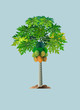 Vector illustration, papaya tree