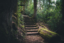 Moss Covered Stairs In The Forest.