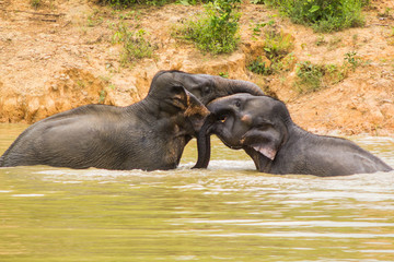 Wild elephant playing water Kuiburi National Park, Thailand 3