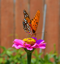 Fritillary Butterfly Front/Front View Of Coastal Fritillary Butterfly On A Pink Zinnia Flower