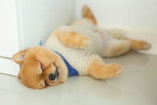 Pomeranian Puppy Dog Sleeping In Home