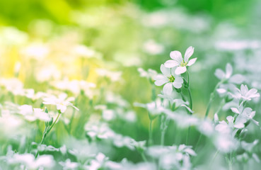Wall Mural - small white flowers in a field on a beautiful background. soft selective focus.