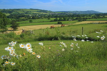 Two Horses Graze On A Farmland In Axe Valley, Devon
