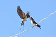 Swallow Feeding Her Chicks On Electric Wire Against Blue Sky. Swallow Bird In Natural Habitat