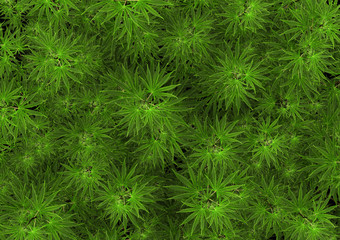  3d illustration. blooming marijuana cannabis farm background