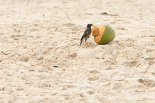 Little Bird With Coconut On The Beach