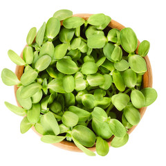 Wall Mural - Sunflower shoots in wooden bowl. Fresh sprouts of the oilseed Helianthus Annuus, the common sunflower. Green edible plants. Isolated macro food photo close up from above on white background.