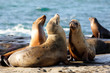 A Group of Wild  Seals Playing at La Jolla Cove on a Sunny Late After Noon, San Diego, California, USA.