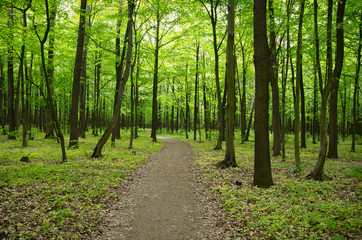  Path in spring green forest