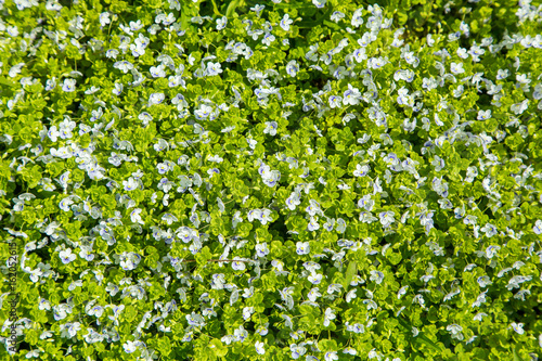 Top View Of A Green Meadow Grass And Small White Flowers Summer Spring Or Summer Day Stock Photo Adobe Stock