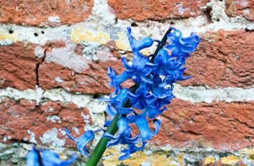 Bluebells in front of brick wall