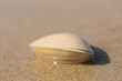 A clam on a beach in California