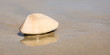 A clam on a beach in California
