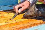 Fototapeta  - Beekeeper is working with bees and beehives on the apiary. Beekeeper with smoker controlling beehive and comb frame