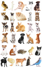 Collage Of Cute Baby Animals On White Background