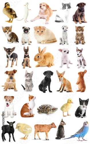 Collage of cute baby animals on white background Stock Photo | Adobe Stock
